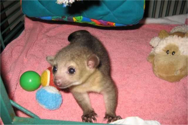 3 Monate Kinkajou